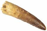 Fossil Spinosaurus Tooth - Feeding Worn Tip #346303-1